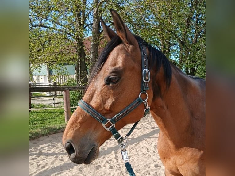 Polnisches Warmblut Wallach 13 Jahre 165 cm Brauner in Olching