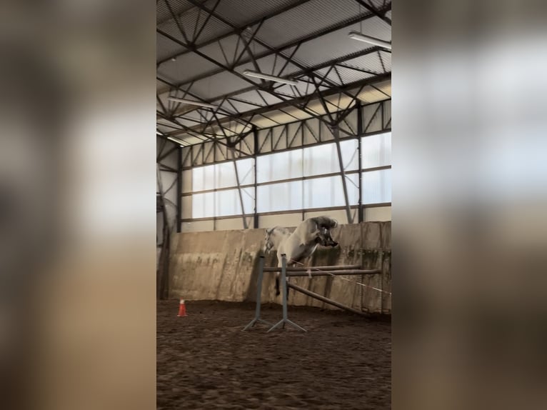Polnisches Warmblut Wallach 13 Jahre 165 cm Schimmel in Hohenbocka