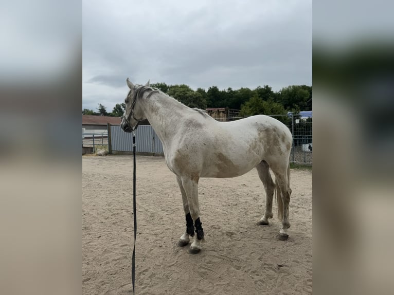 Polnisches Warmblut Wallach 13 Jahre 165 cm Schimmel in Hohenbocka