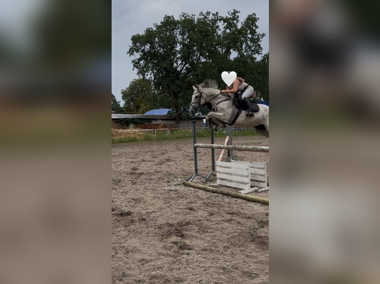Polnisches Warmblut Wallach 13 Jahre 165 cm Schimmel in Hohenbocka