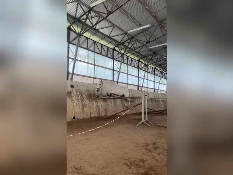 Polnisches Warmblut Wallach 13 Jahre 165 cm Schimmel in Hohenbocka