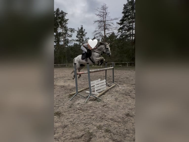 Polnisches Warmblut Wallach 13 Jahre 165 cm Schimmel in Hohenbocka
