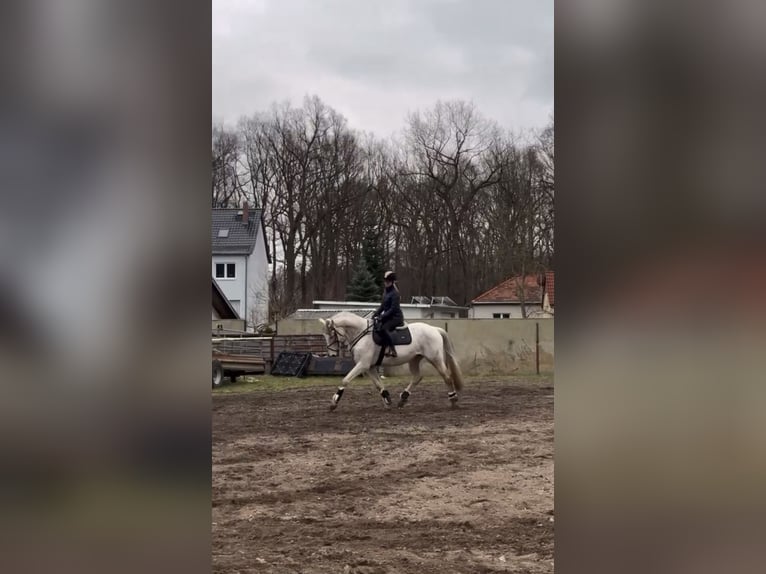 Polnisches Warmblut Wallach 13 Jahre 165 cm Schimmel in Hohenbocka