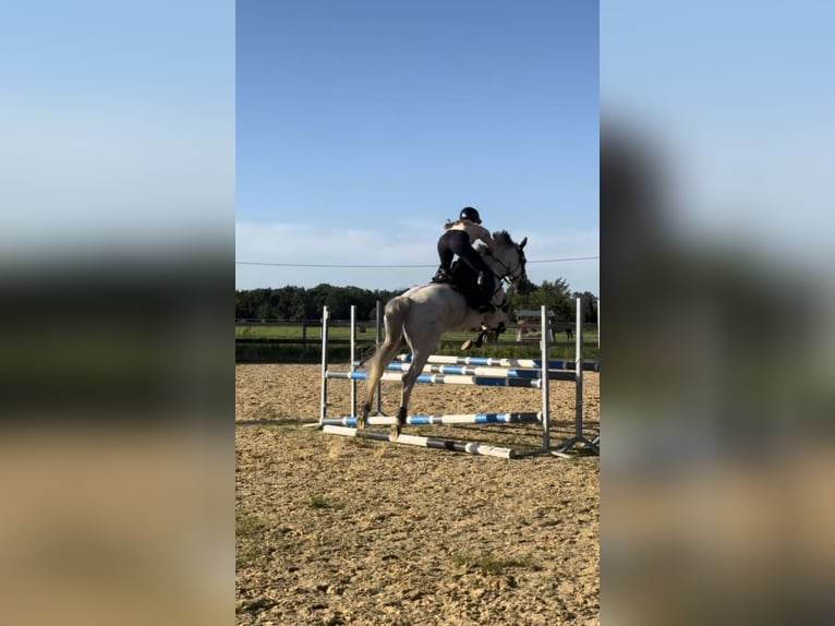 Polnisches Warmblut Wallach 13 Jahre 165 cm Schimmel in Hohenbocka