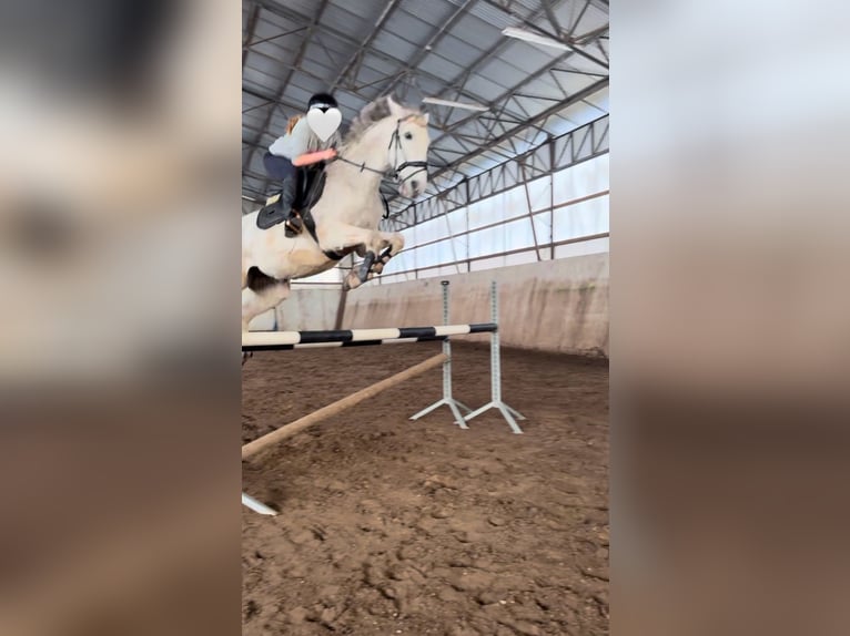 Polnisches Warmblut Wallach 13 Jahre 165 cm Schimmel in Hohenbocka