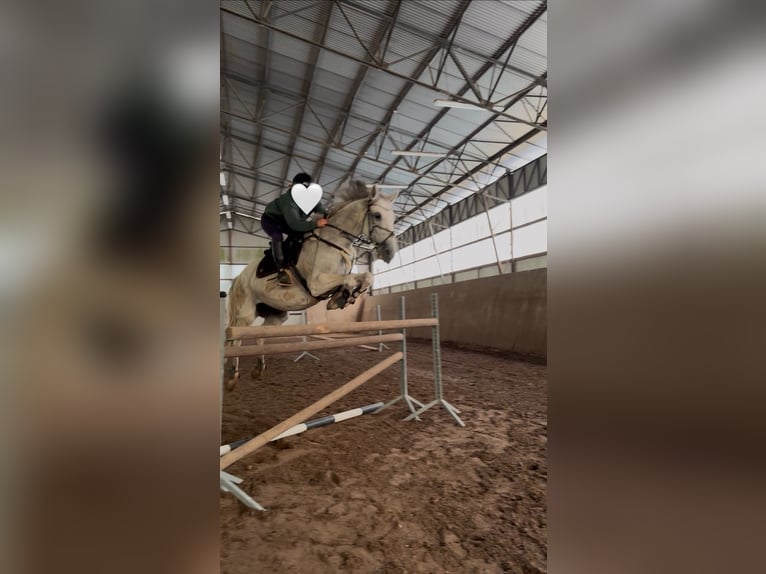 Polnisches Warmblut Wallach 13 Jahre 165 cm Schimmel in Hohenbocka