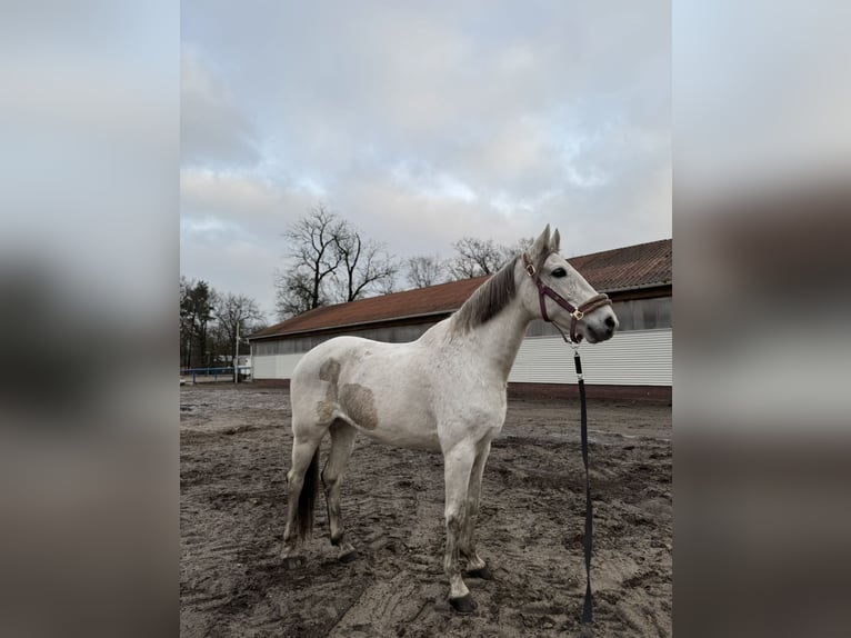 Polnisches Warmblut Wallach 13 Jahre 165 cm Schimmel in Hohenbocka