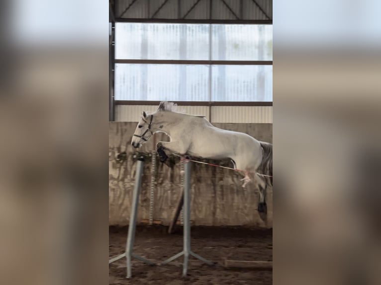 Polnisches Warmblut Wallach 13 Jahre 165 cm Schimmel in Hohenbocka