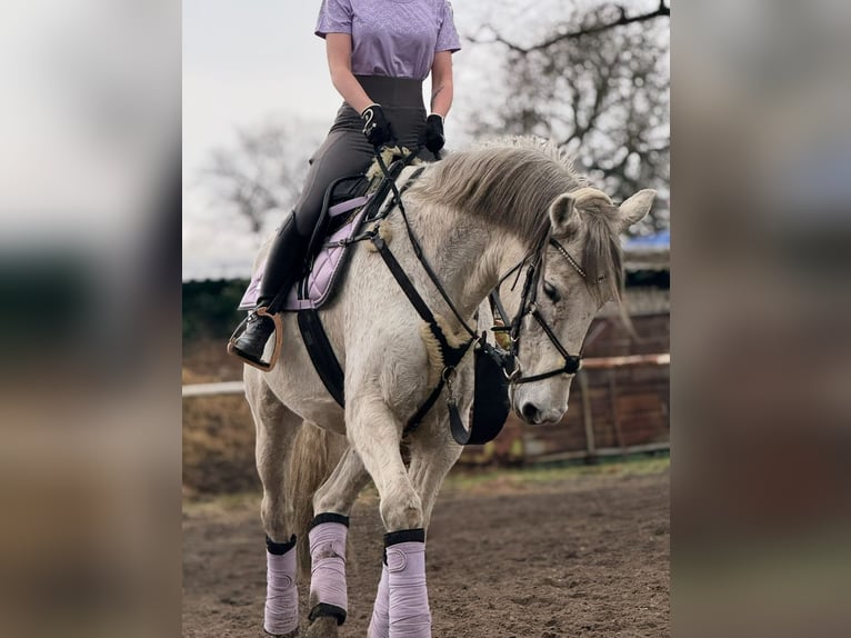 Polnisches Warmblut Wallach 13 Jahre 165 cm Schimmel in Hohenbocka