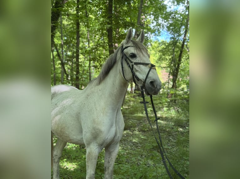 Polnisches Warmblut Wallach 13 Jahre 165 cm Schimmel in Hohenbocka