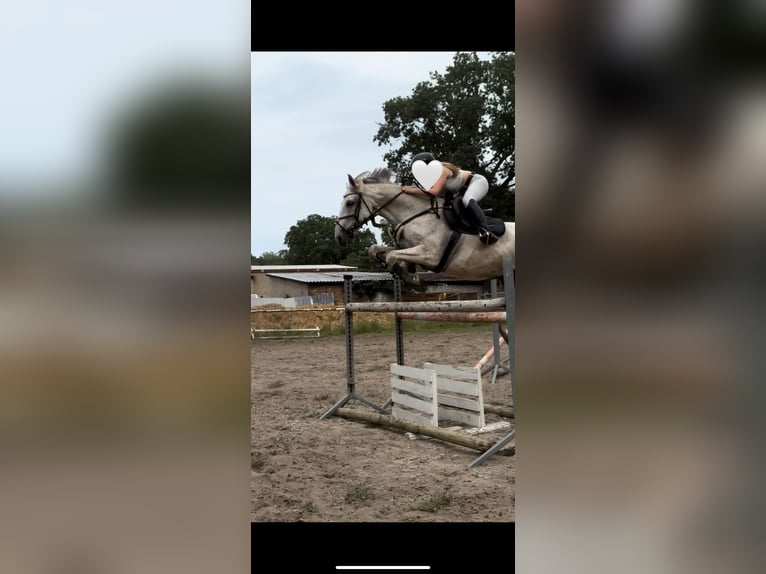 Polnisches Warmblut Wallach 13 Jahre 165 cm Schimmel in Hohenbocka