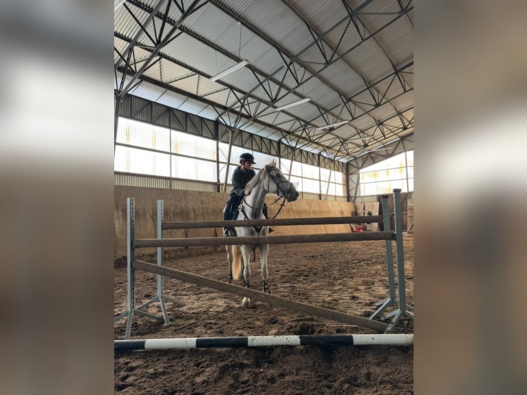 Polnisches Warmblut Wallach 13 Jahre 165 cm Schimmel in Hohenbocka