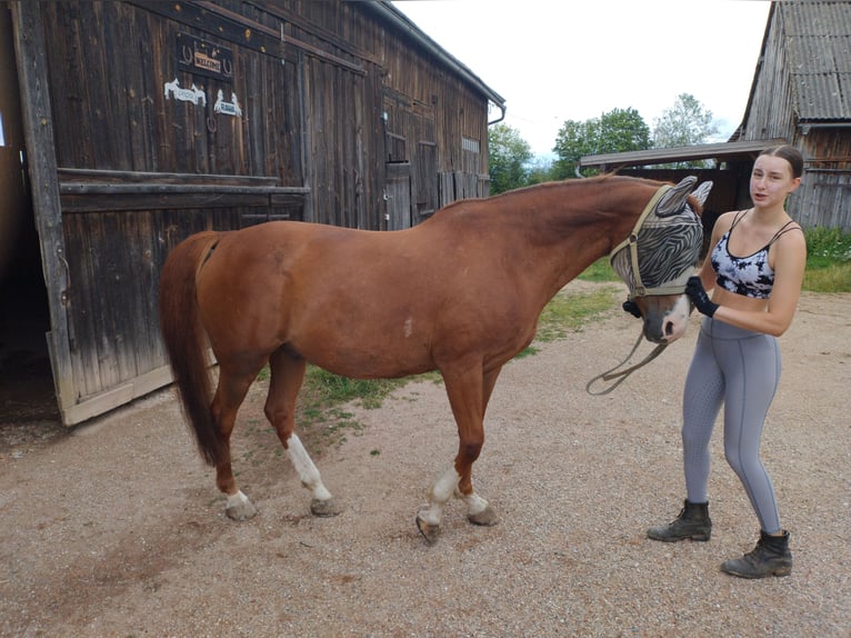 Polnisches Warmblut Wallach 13 Jahre 168 cm Fuchs in Nittenau