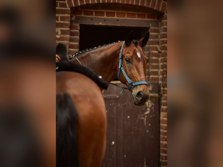 Polnisches Warmblut Wallach 13 Jahre 171 cm Brauner in Hoppegarten