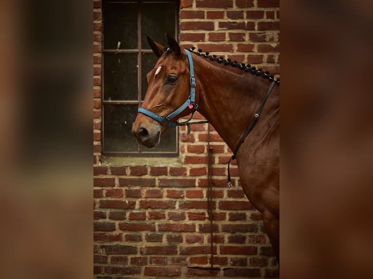 Polnisches Warmblut Wallach 13 Jahre 171 cm Brauner in Hoppegarten