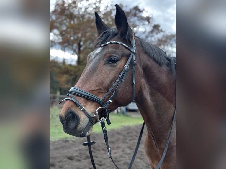 Polnisches Warmblut Wallach 13 Jahre 171 cm Brauner in Hoppegarten