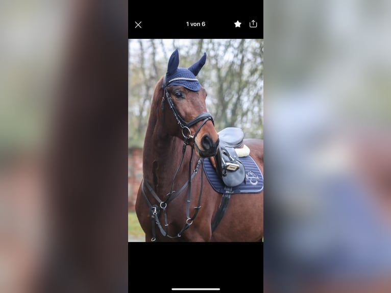 Polnisches Warmblut Wallach 13 Jahre 171 cm Brauner in Hoppegarten
