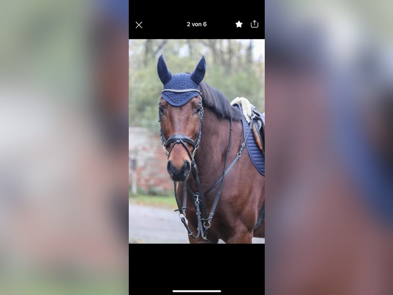Polnisches Warmblut Wallach 13 Jahre 171 cm Brauner in Hoppegarten