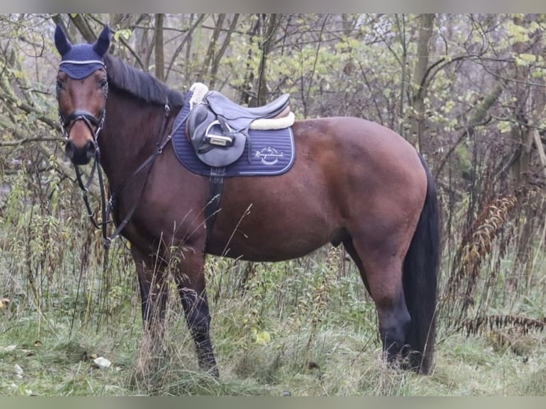 Polnisches Warmblut Wallach 13 Jahre 171 cm Brauner in Hoppegarten