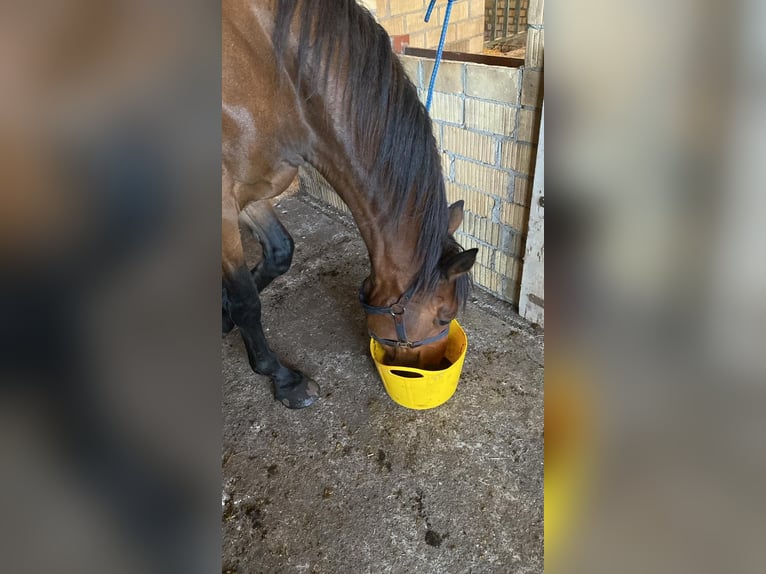 Polnisches Warmblut Wallach 13 Jahre 172 cm Brauner in Silberstedt