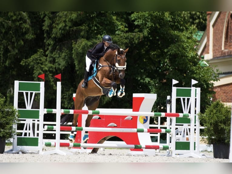 Polnisches Warmblut Wallach 13 Jahre 173 cm Brauner in České Budějovice