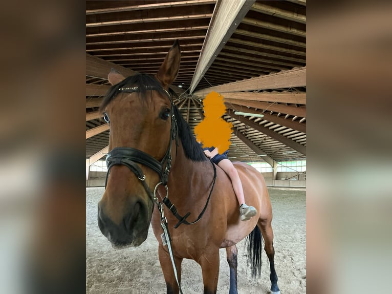Polnisches Warmblut Wallach 13 Jahre 173 cm Fuchs in Traunreut