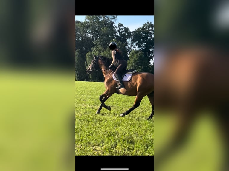 Polnisches Warmblut Wallach 13 Jahre 173 cm Fuchs in Traunreut