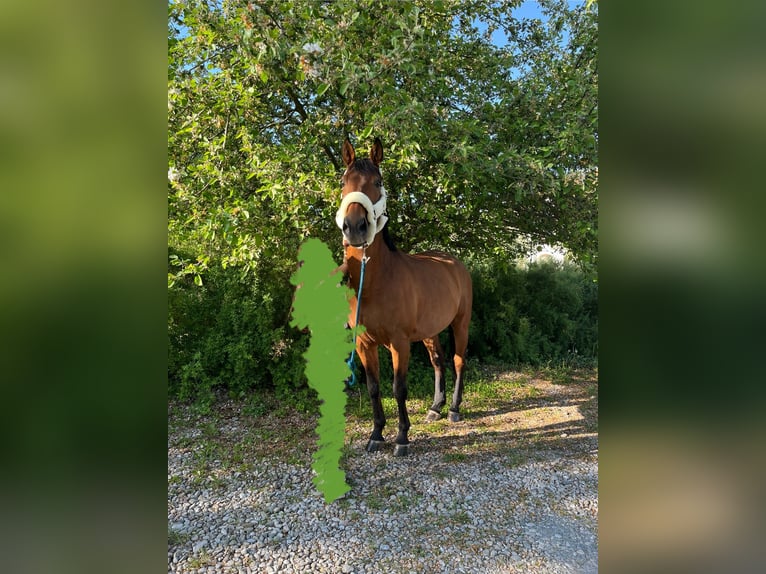 Polnisches Warmblut Wallach 13 Jahre 173 cm Fuchs in Traunreut