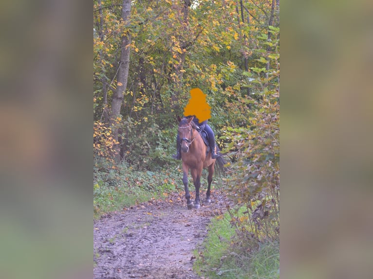 Polnisches Warmblut Wallach 13 Jahre 173 cm Fuchs in Traunreut
