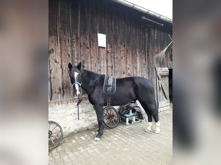 Polnisches Warmblut Wallach 14 Jahre 164 cm Rappe in Mettmann