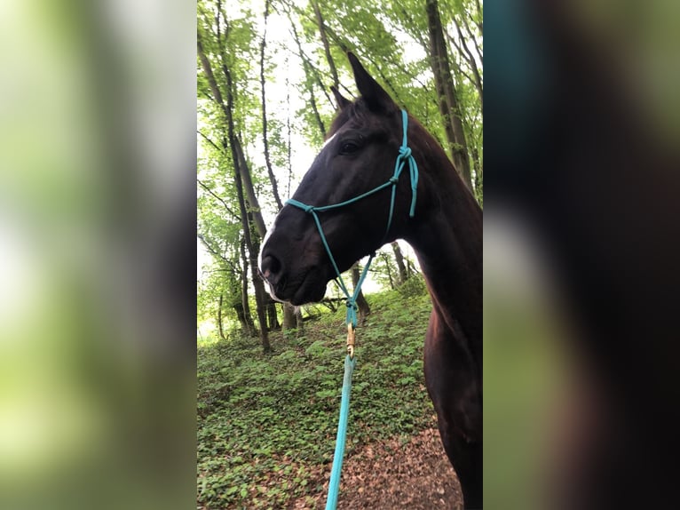 Polnisches Warmblut Wallach 14 Jahre 164 cm Rappe in Mettmann