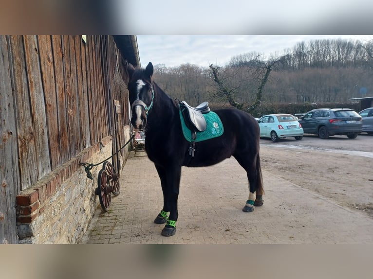 Polnisches Warmblut Wallach 14 Jahre 164 cm Rappe in Mettmann