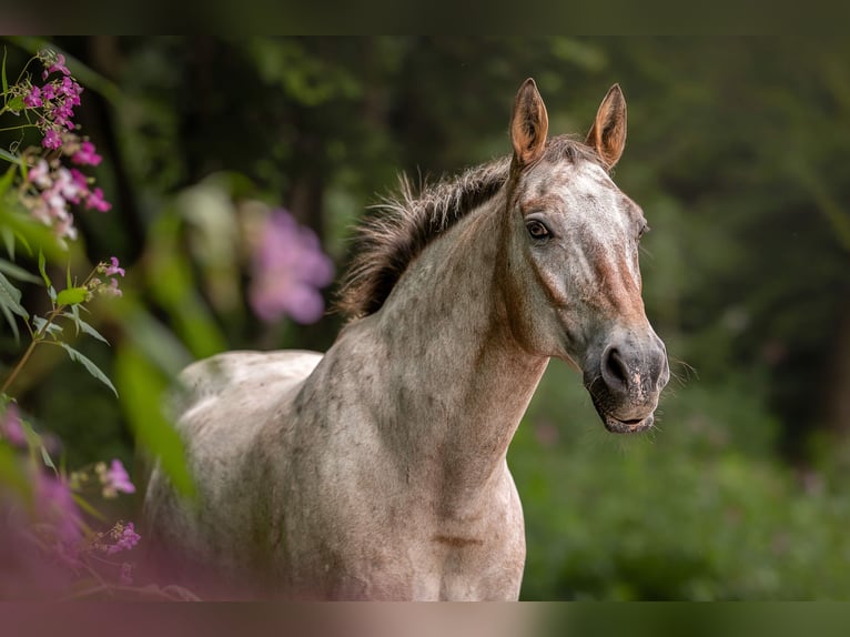 Polnisches Warmblut Wallach 15 Jahre 157 cm Braunfalbschimmel in Aying