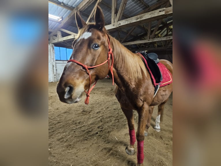 Polnisches Warmblut Wallach 15 Jahre 162 cm Fuchs in Br&#xFC;ssow