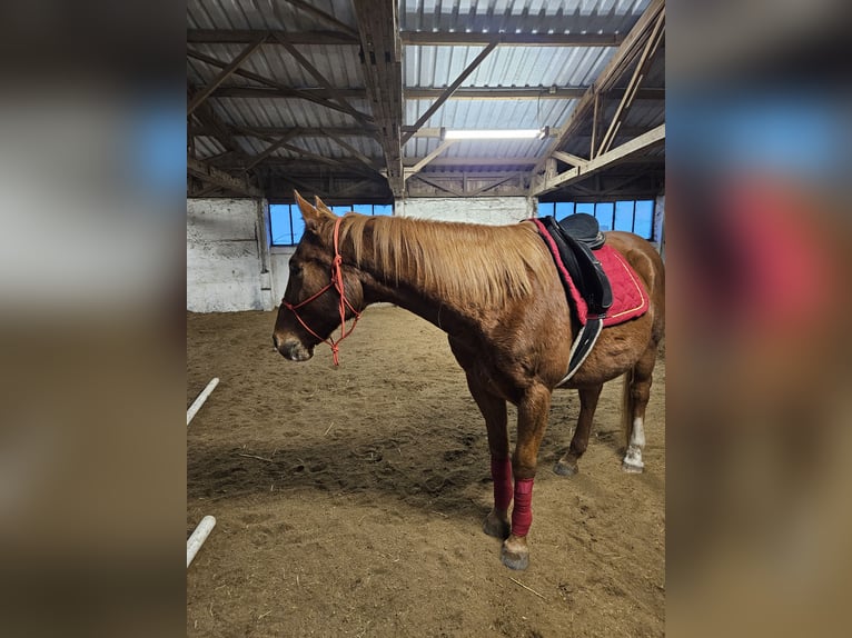 Polnisches Warmblut Wallach 15 Jahre 162 cm Fuchs in Br&#xFC;ssow