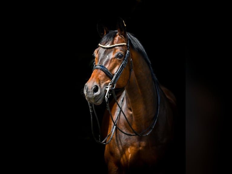 Polnisches Warmblut Wallach 15 Jahre 175 cm Dunkelbrauner in Nowe Gorzycko