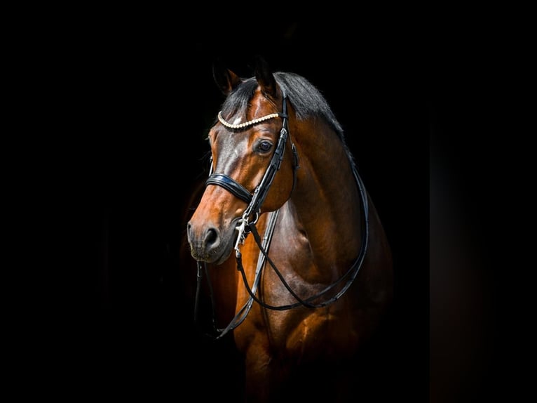 Polnisches Warmblut Wallach 15 Jahre 175 cm Dunkelbrauner in Nowe Gorzycko