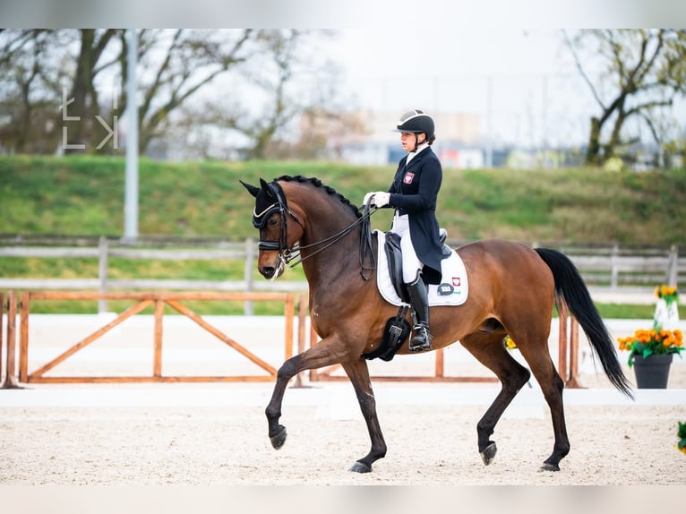 Polnisches Warmblut Wallach 15 Jahre 175 cm Dunkelbrauner in Nowe Gorzycko