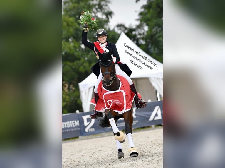 Polnisches Warmblut Wallach 15 Jahre 175 cm Dunkelbrauner in Nowe Gorzycko