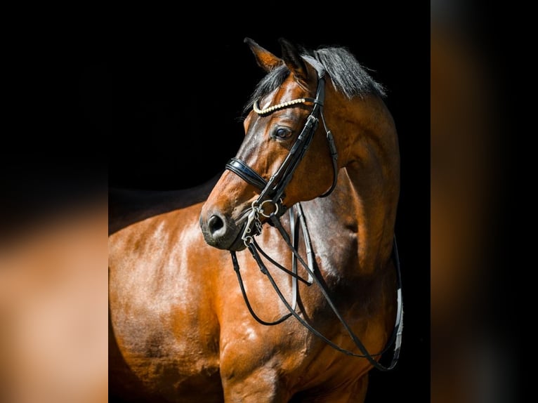 Polnisches Warmblut Wallach 15 Jahre 175 cm Dunkelbrauner in Nowe Gorzycko