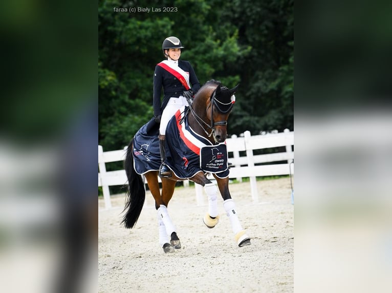 Polnisches Warmblut Wallach 15 Jahre 175 cm Dunkelbrauner in Nowe Gorzycko