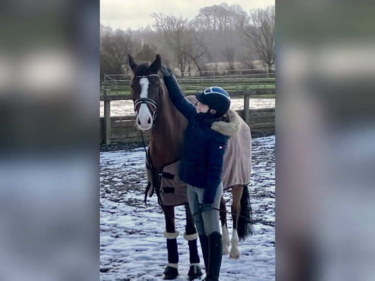 Polnisches Warmblut Wallach 17 Jahre 148 cm Brauner in Osdorf/Borghorst