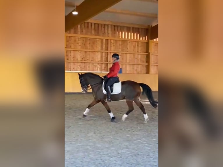 Polnisches Warmblut Wallach 17 Jahre 148 cm Brauner in Osdorf/Borghorst