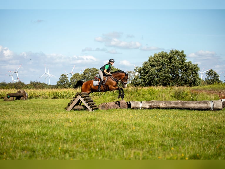 Polnisches Warmblut Wallach 17 Jahre 148 cm Brauner in Osdorf/Borghorst