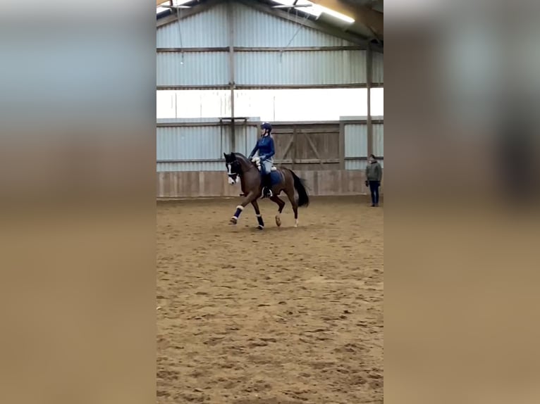 Polnisches Warmblut Wallach 17 Jahre 148 cm Brauner in Osdorf