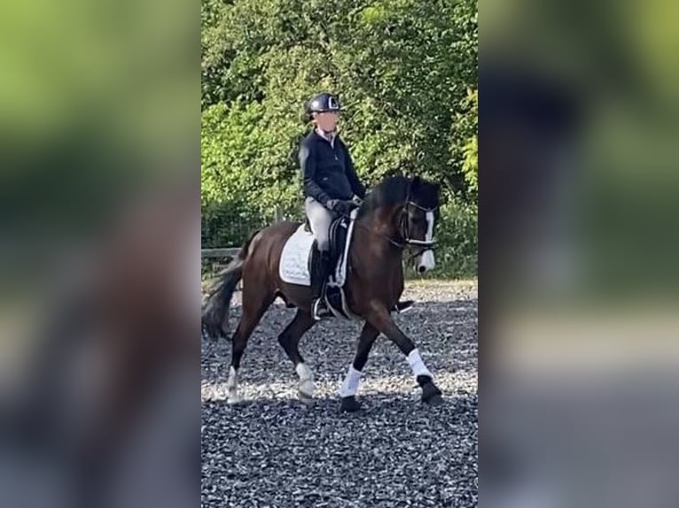 Polnisches Warmblut Wallach 17 Jahre 148 cm Brauner in Osdorf