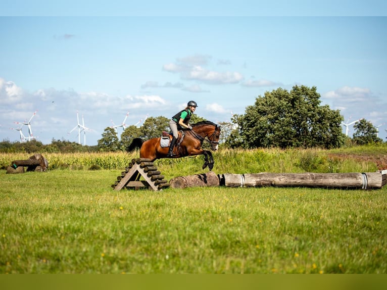 Polnisches Warmblut Wallach 17 Jahre 148 cm Brauner in Osdorf