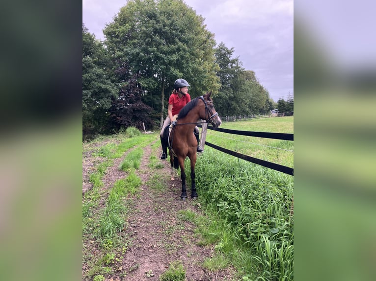 Polnisches Warmblut Wallach 17 Jahre 148 cm Brauner in Osdorf