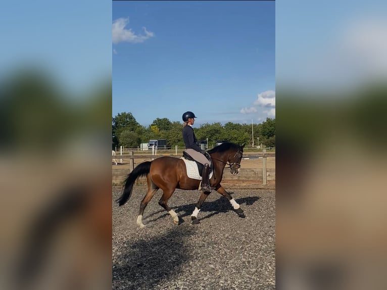 Polnisches Warmblut Wallach 17 Jahre 148 cm Brauner in Osdorf