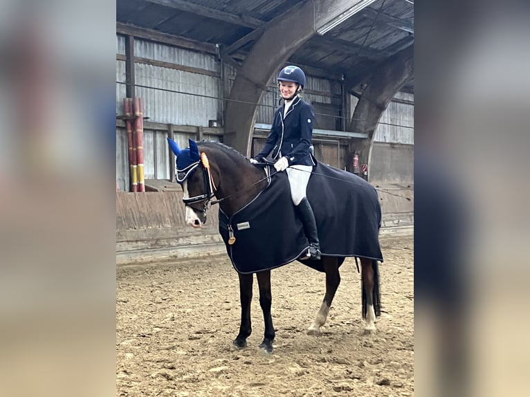 Polnisches Warmblut Wallach 17 Jahre 148 cm Brauner in Osdorf